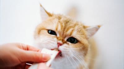 cat eat