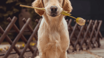Yellow Labrador Retriever standing outdoors on grass