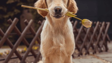 Yellow Labrador Retriever standing outdoors on grass