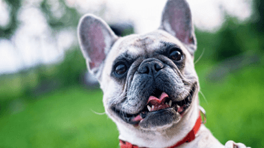 Fawn French Bulldog outdoors looking at the camera