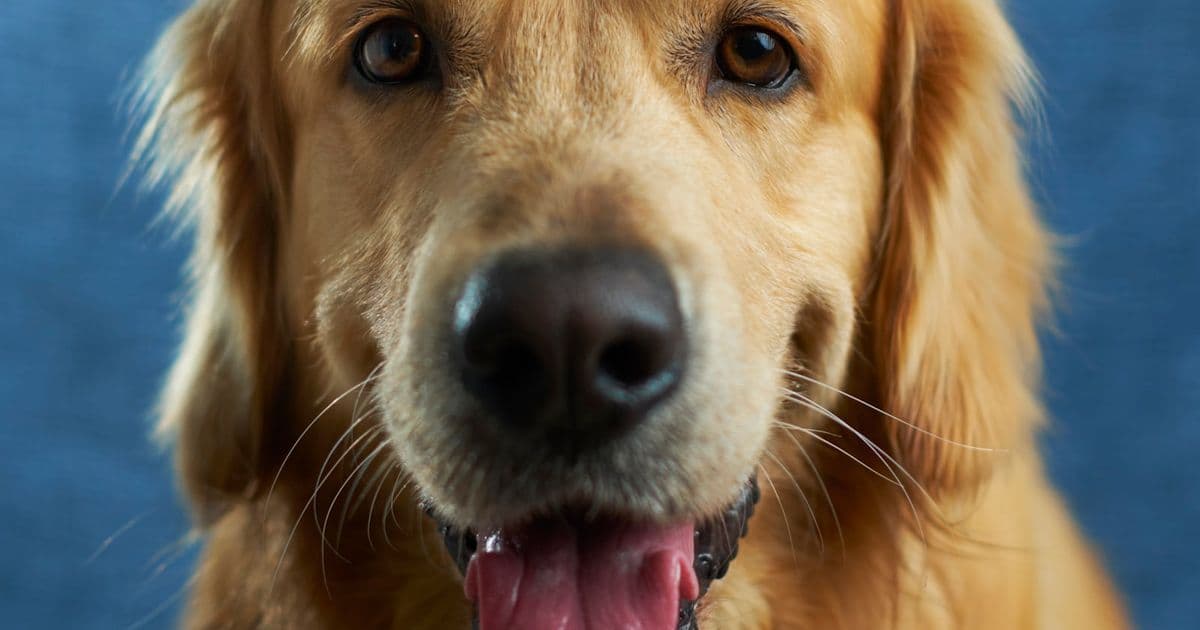 Golden Retriever-Gesicht mit dichtem Doppelfell