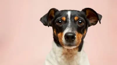 Puppy portrait