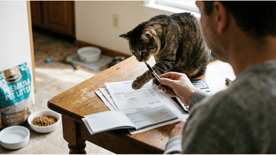 How Much Does It Really Cost to Own a Cat Each Month?