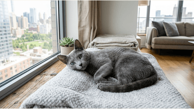 Which Cat Breeds Shed the Least, and What Should Apartment Owners Know?