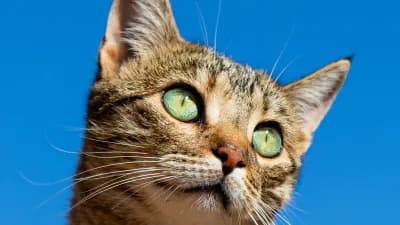 Cat face portrait