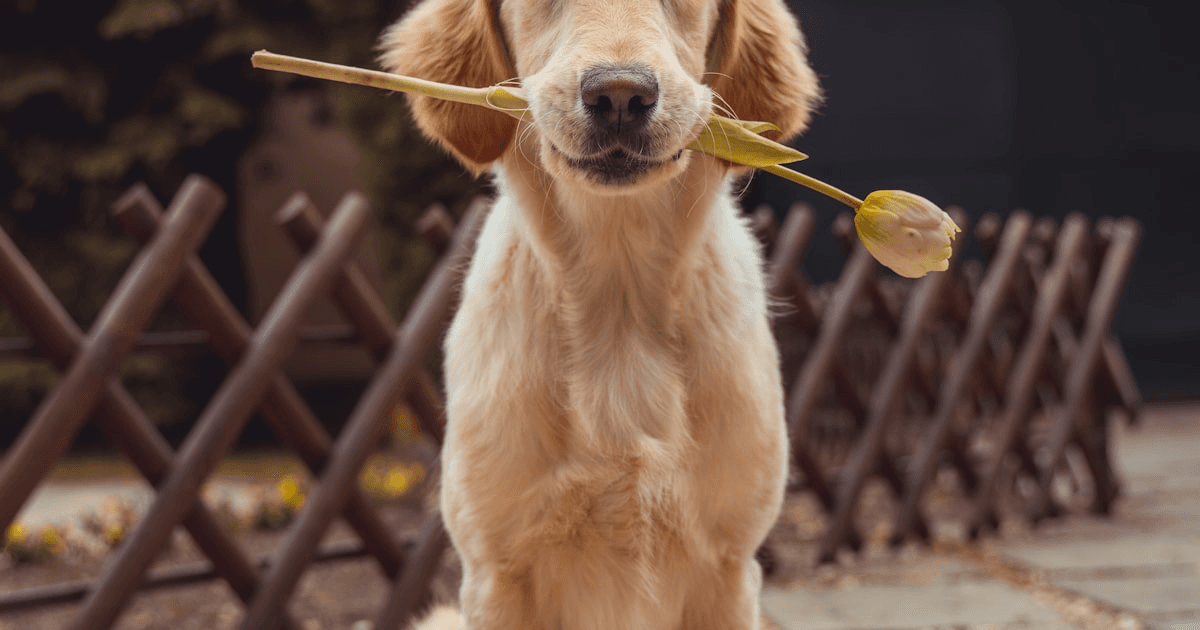 Gelber Labrador Retriever steht im Freien auf Gras