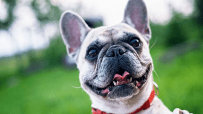 Fawn French Bulldog outdoors looking at the camera