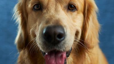 Golden Retriever face showing dense double coat