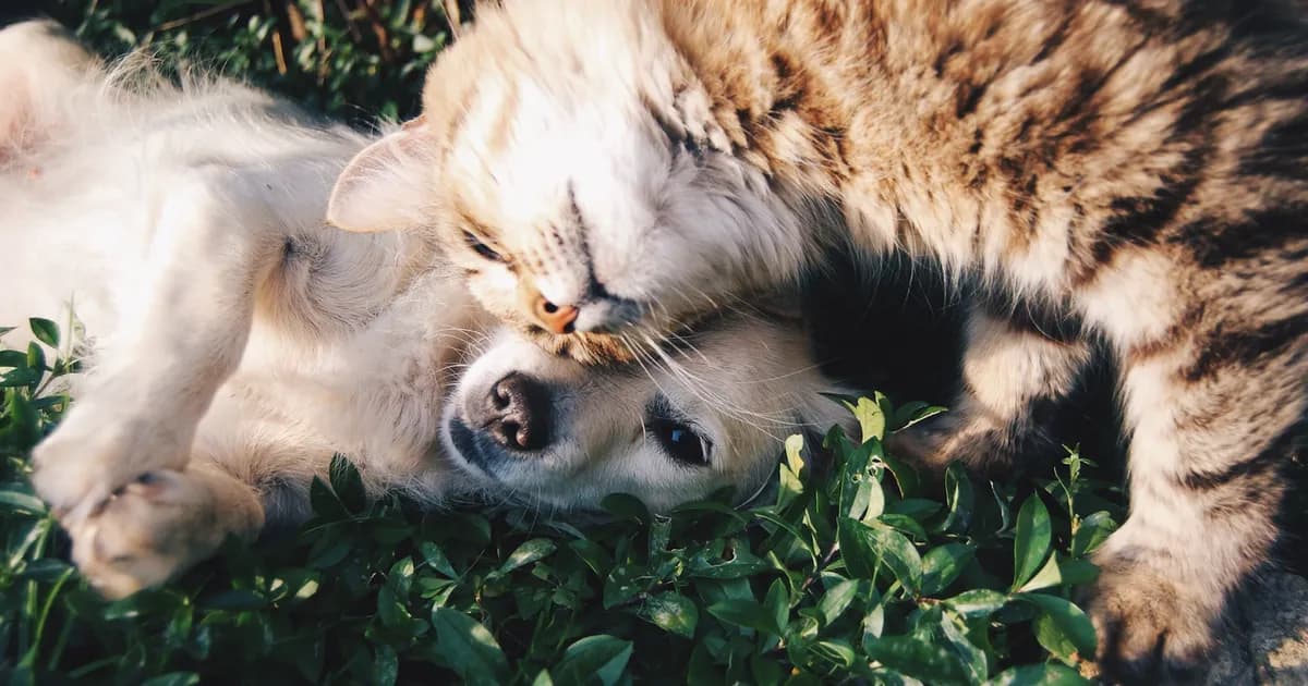 Dog and cat together