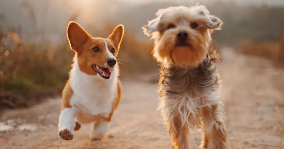 Dogs running outdoors