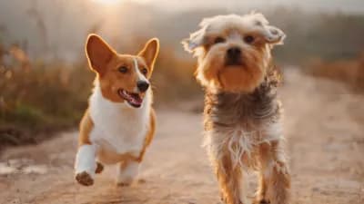 Dogs running outdoors