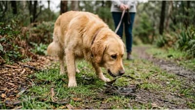 Why Do Some Dogs Eat Poop, and What Actually Helps Break the Habit?