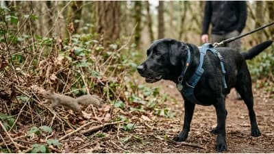 Why Do Some Dogs Seem Calm Around Cats but Struggle With Small, Fast-Moving Animals?