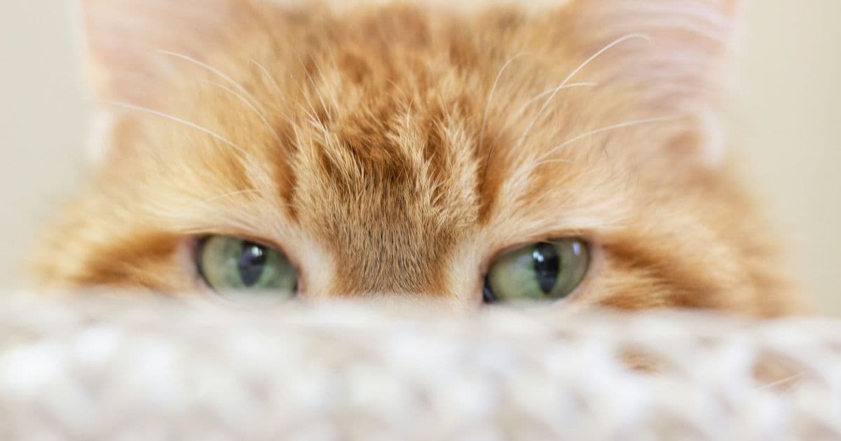Cat looking up